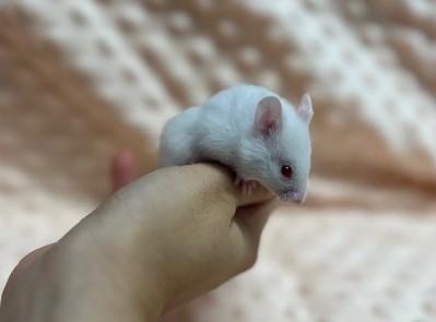 Xaphon the Ender of Kings, a Adoptable Hamster in Eugene, OR image 2/2