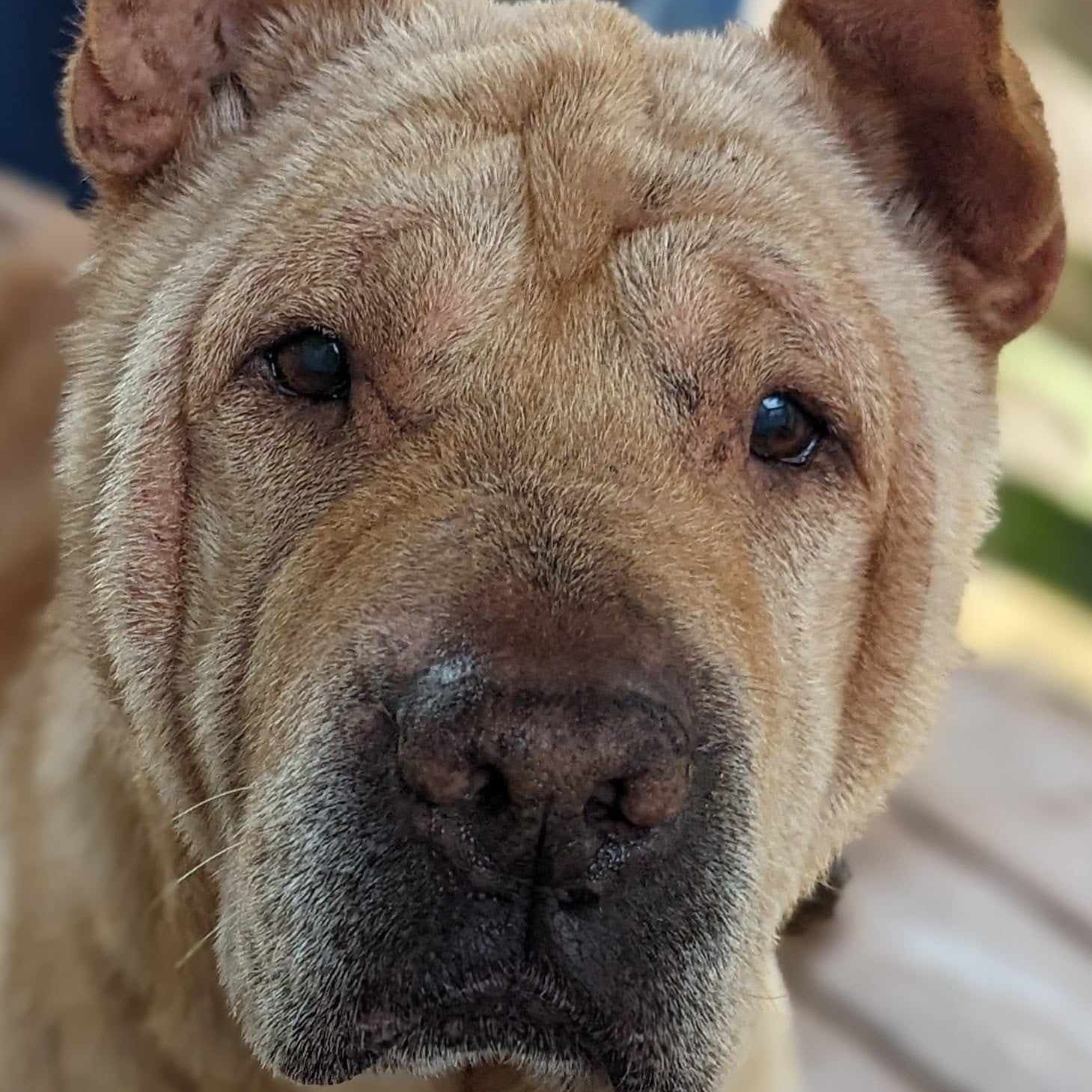 GERTIE, a Adoptable Shar-Pei in Cameron, NC image 1/5