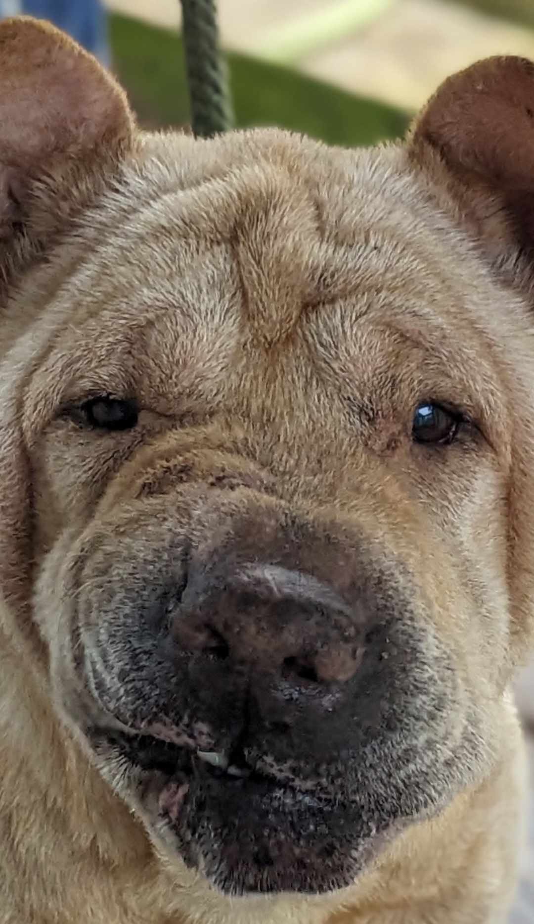 GERTIE, an adoptable Shar-Pei in Cameron, NC, 28326 | Photo Image 2