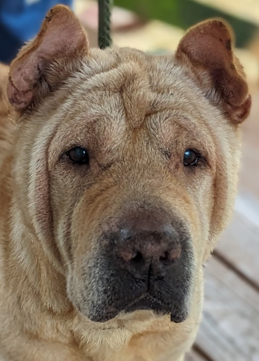 GERTIE, a Adoptable Shar-Pei in Cameron, NC image 5/5