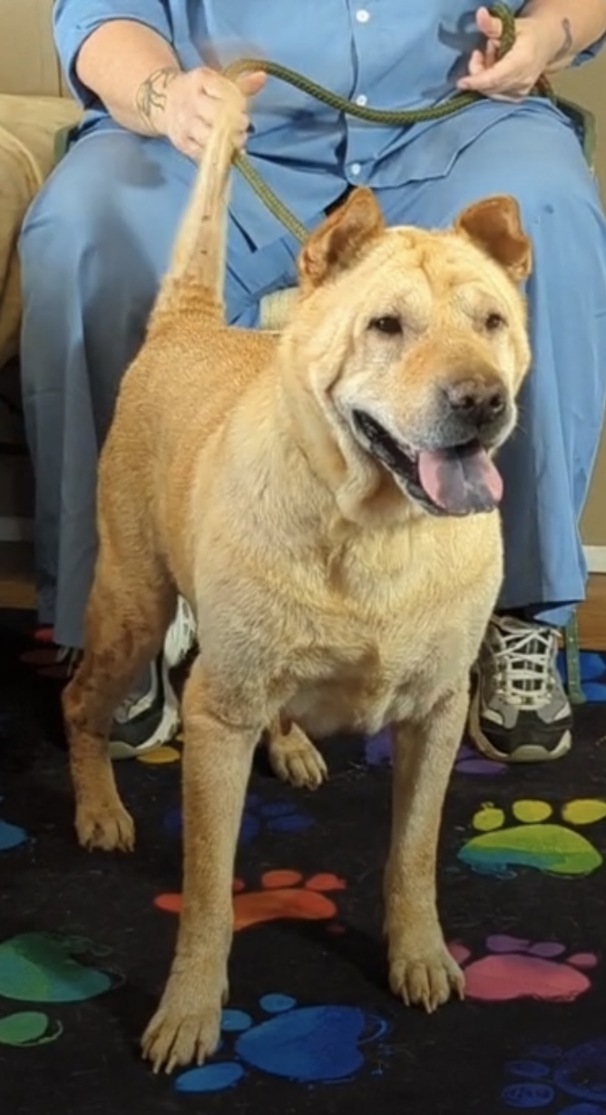 GERTIE, a Adoptable Shar-Pei in Cameron, NC image 4/5