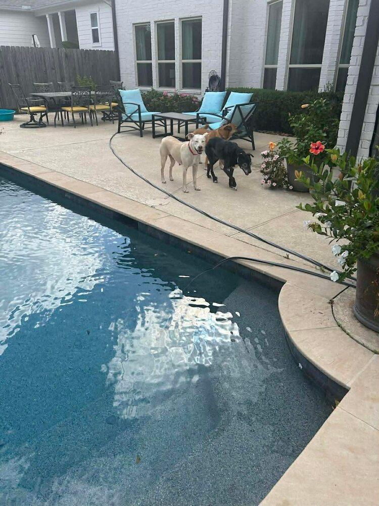 Karla, Adoptable, Adult Female Labrador Retriever & Terrier.