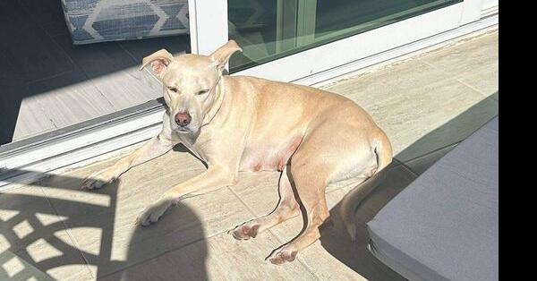 Enlarge Karla, a Adoptable mixed breed in Saugus, MA image 3/6