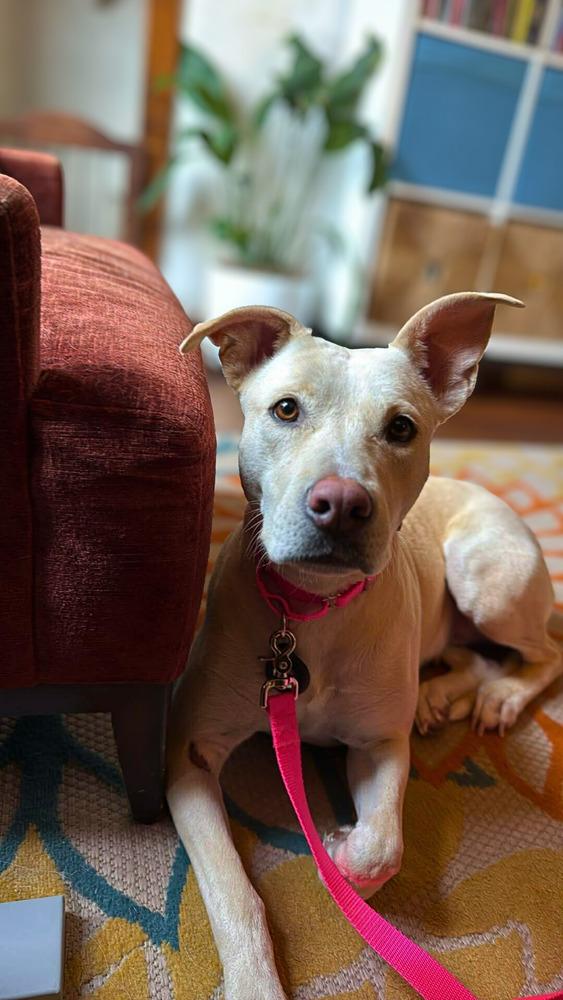 Enlarge Karla, a Adoptable mixed breed in Saugus, MA image 4/6