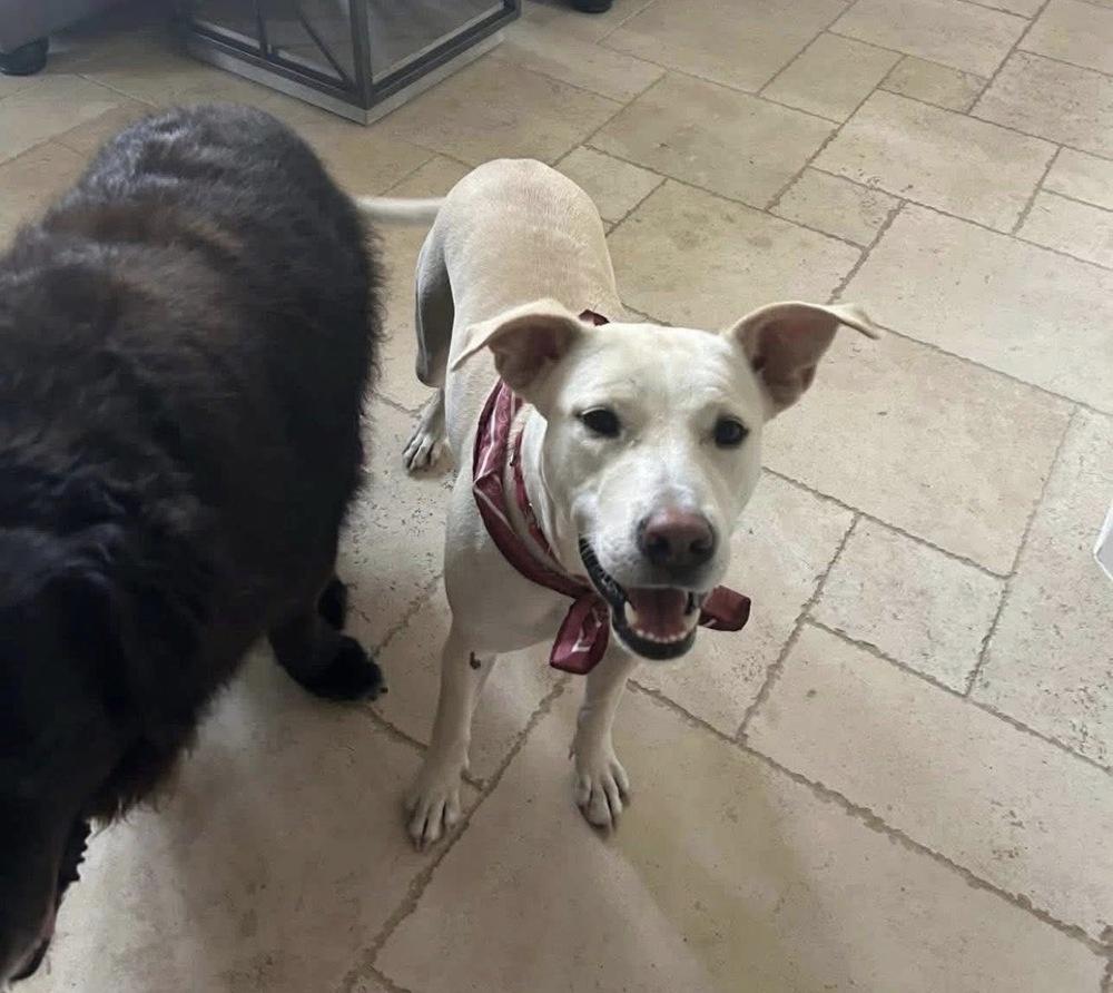 Enlarge Karla, a Adoptable mixed breed in Saugus, MA image 5/6