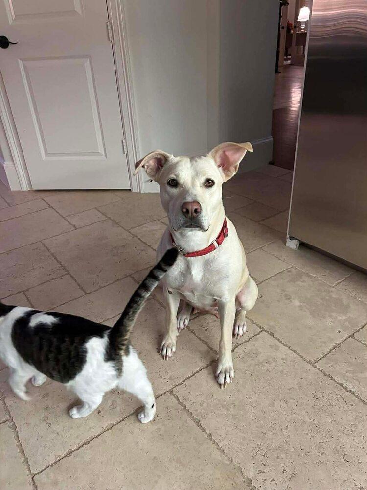 Enlarge Karla, a Adoptable mixed breed in Saugus, MA image 6/6