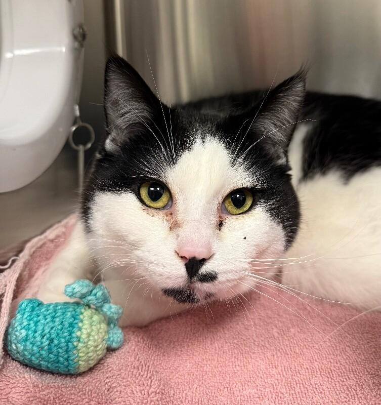 Leo, Adoptable, Young Male Domestic Short Hair.