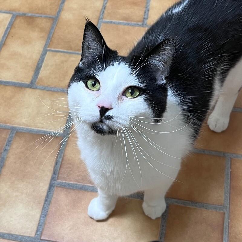 Enlarge Leo, a Adoptable Domestic Short Hair in Yankton, SD image 2/5