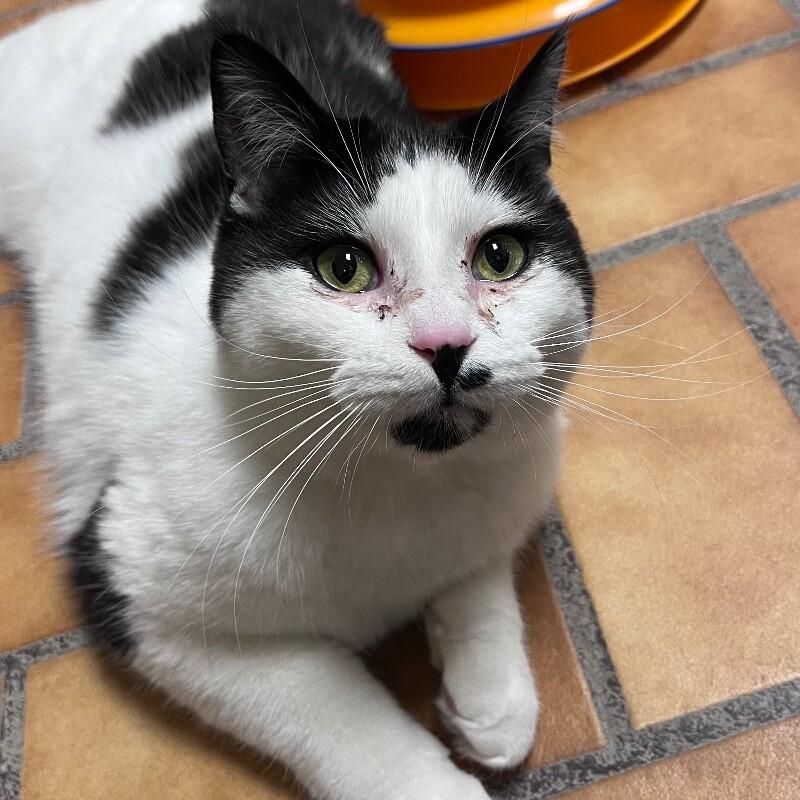 Enlarge Leo, a Adoptable Domestic Short Hair in Yankton, SD image 3/5