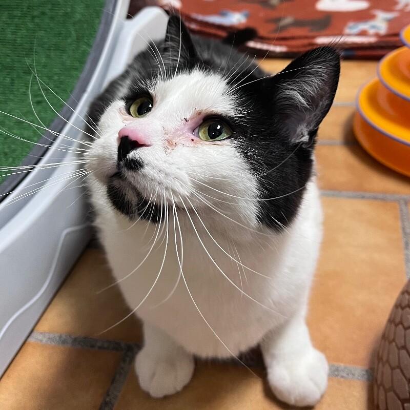 Enlarge Leo, a Adoptable Domestic Short Hair in Yankton, SD image 4/5