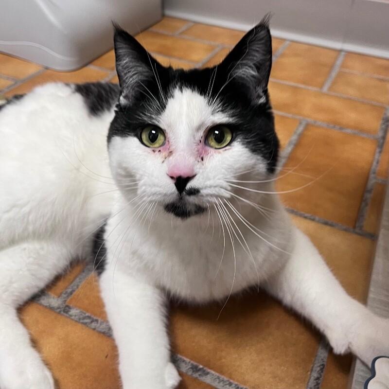 Enlarge Leo, a Adoptable Domestic Short Hair in Yankton, SD image 5/5