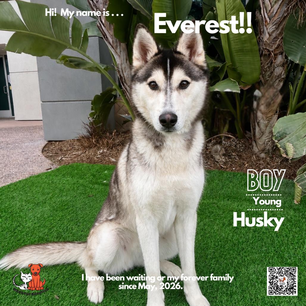 Everest, a Adoptable Husky in Westminster, CA image 2/4
