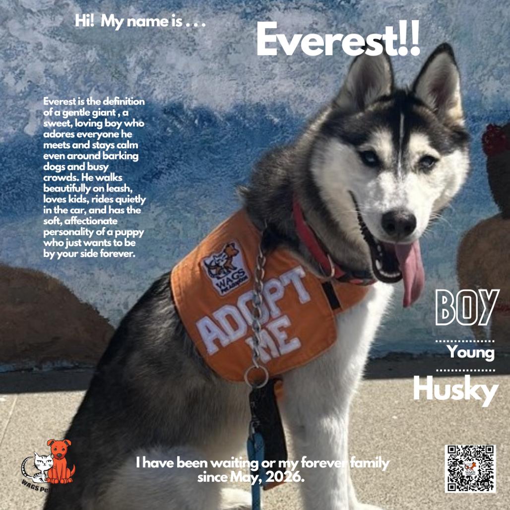 Everest, a Adoptable Husky in Westminster, CA image 3/4