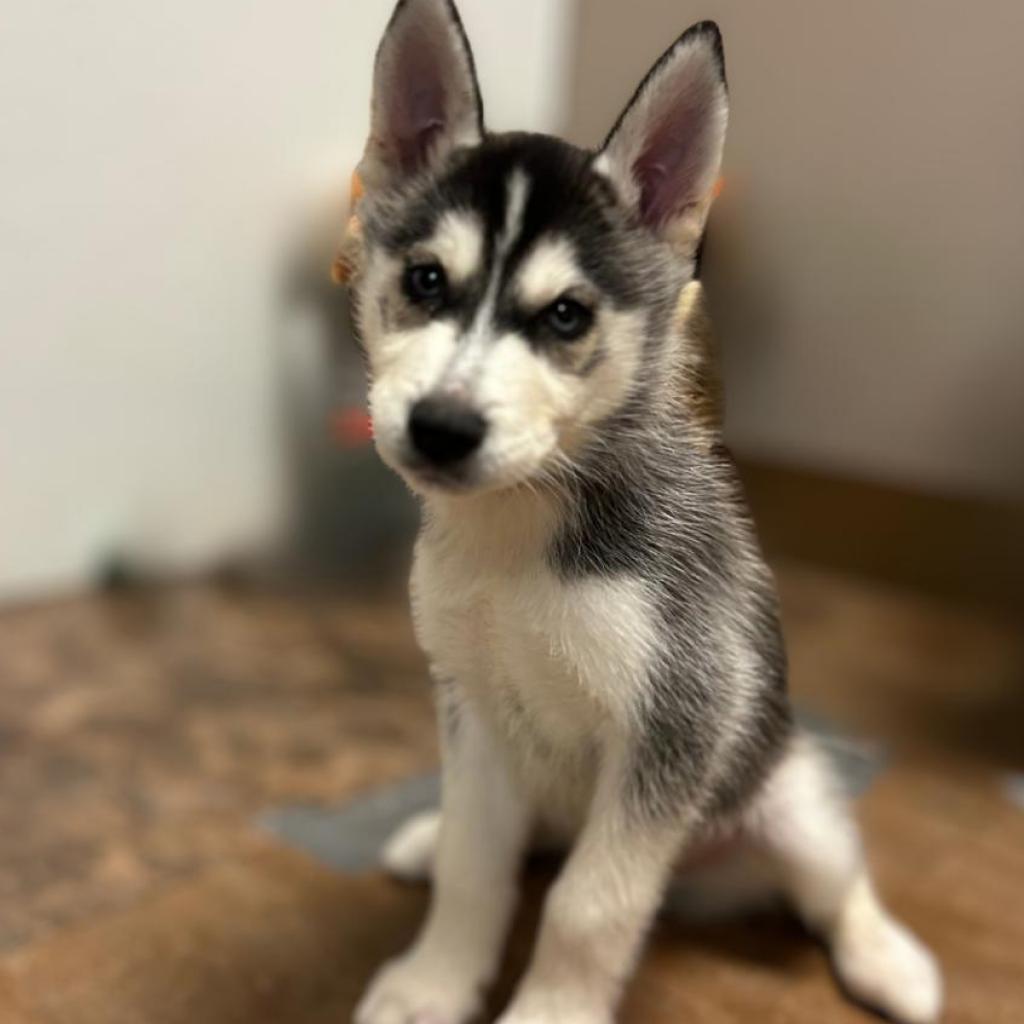 Everest, a Adoptable Husky in Westminster, CA image 4/4