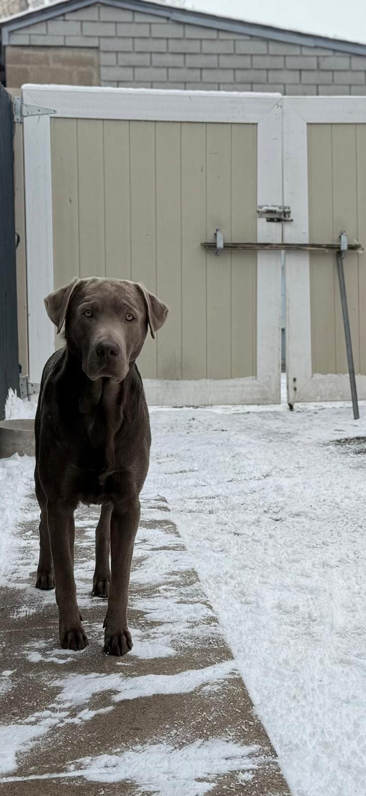 Enlarge Duke, a ADOPTABLE Labrador Retriever in Warrington, PA image 6/6