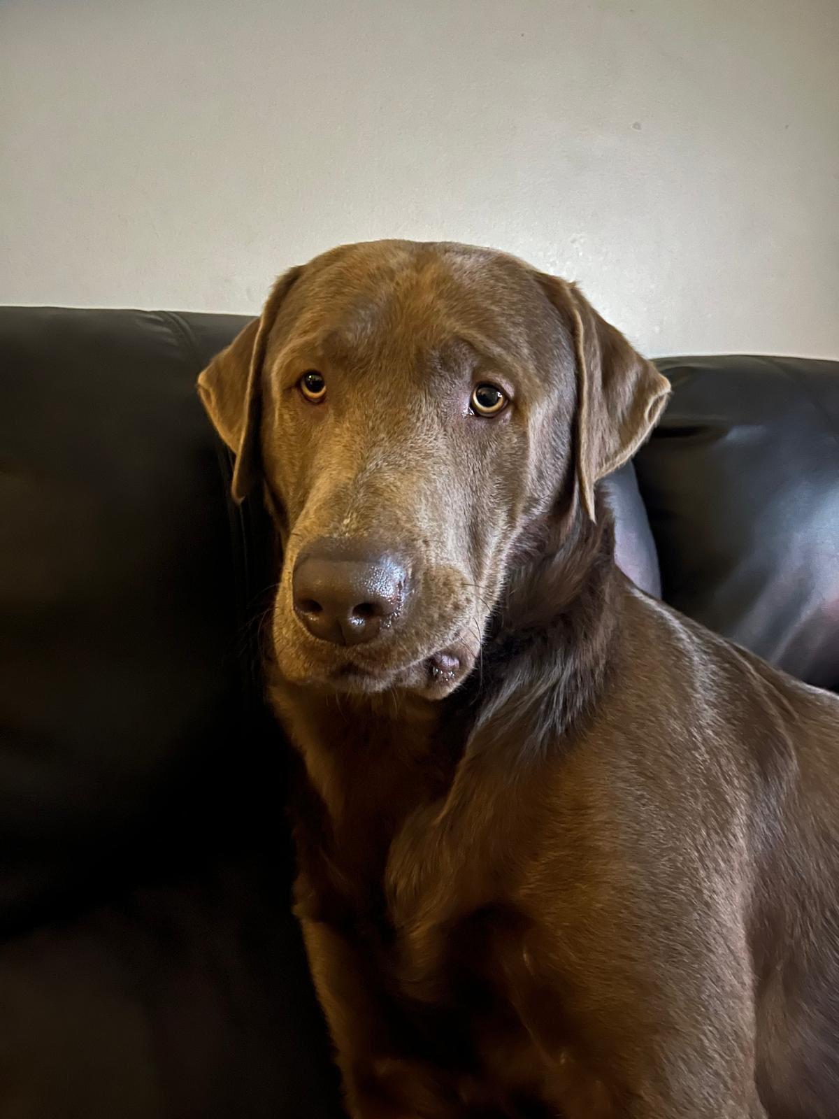 Enlarge Duke, a ADOPTABLE Labrador Retriever in Warrington, PA image 4/6