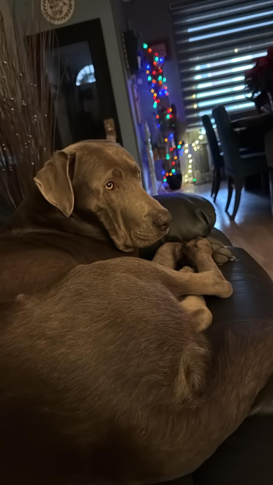 Enlarge Duke, a ADOPTABLE Labrador Retriever in Warrington, PA image 5/6