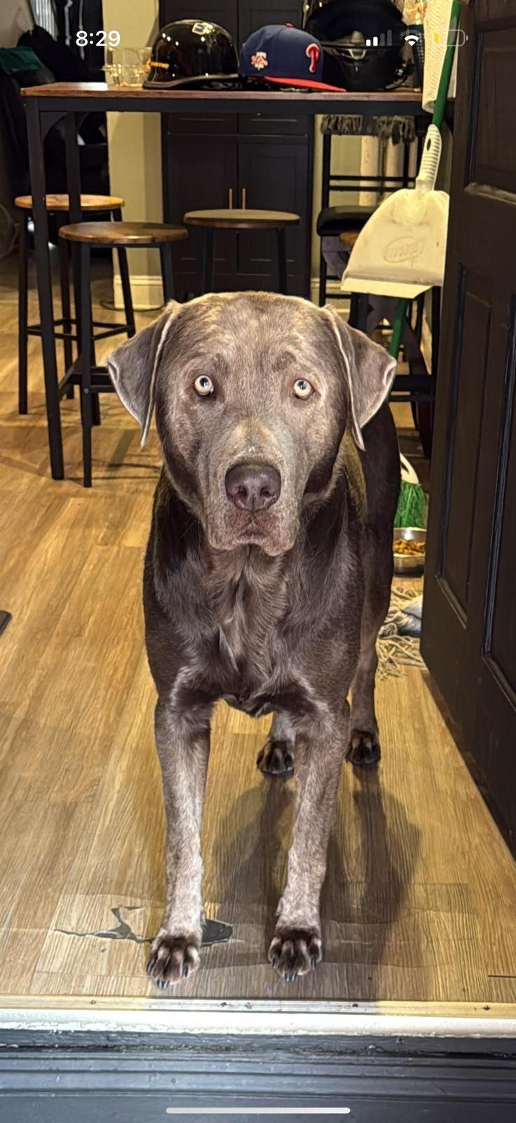 Enlarge Duke, a ADOPTABLE Labrador Retriever in Warrington, PA image 3/6