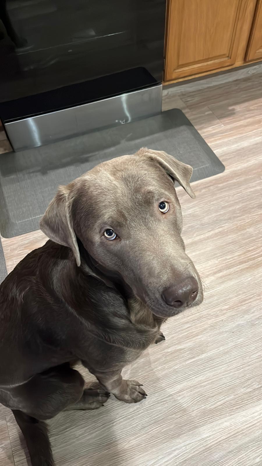 Enlarge Duke, a ADOPTABLE Labrador Retriever in Warrington, PA image 2/6