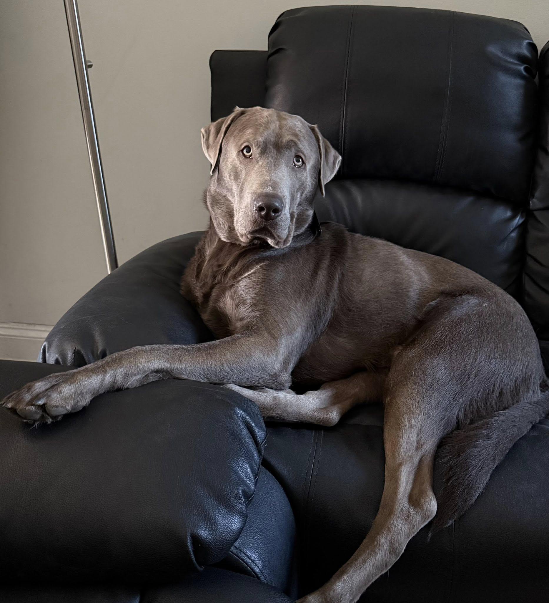 Duke, ADOPTABLE, Adult Male Labrador Retriever.