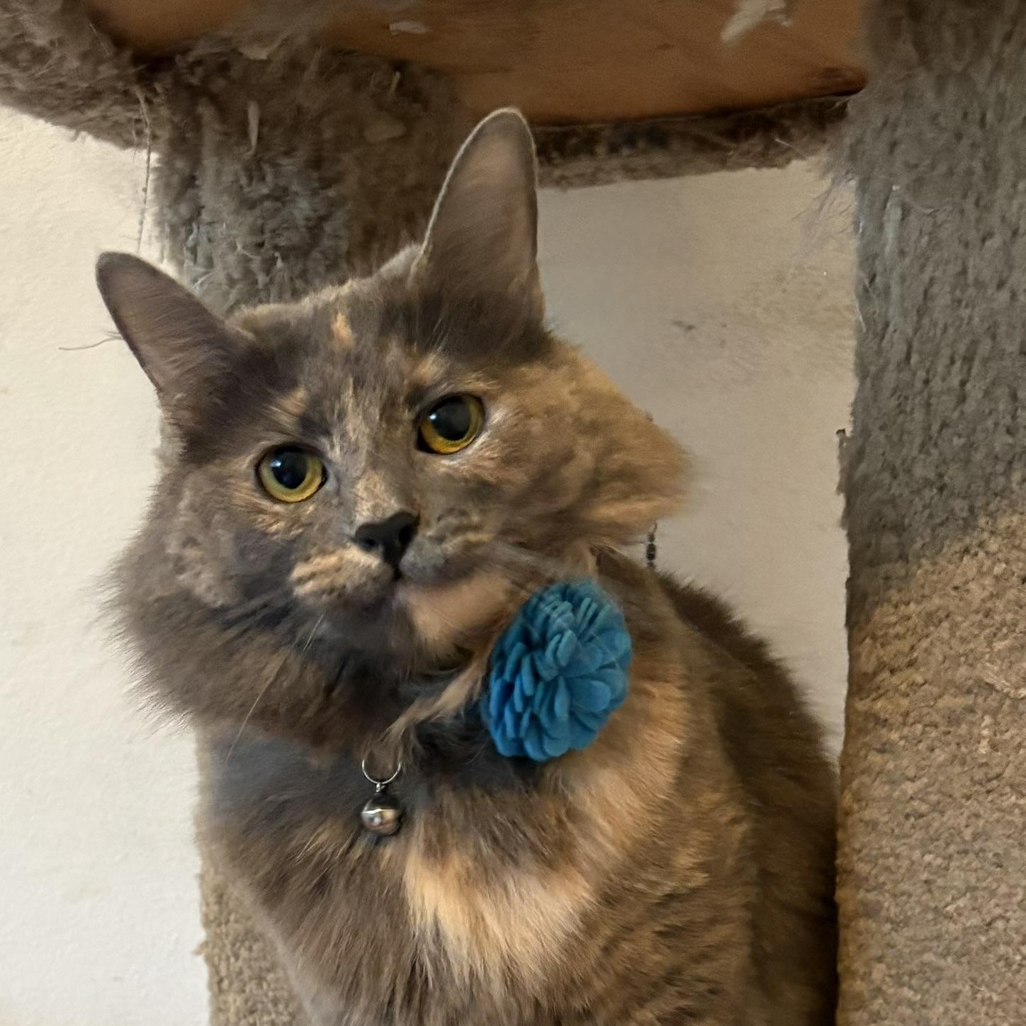 Lavender, Young Female unknown