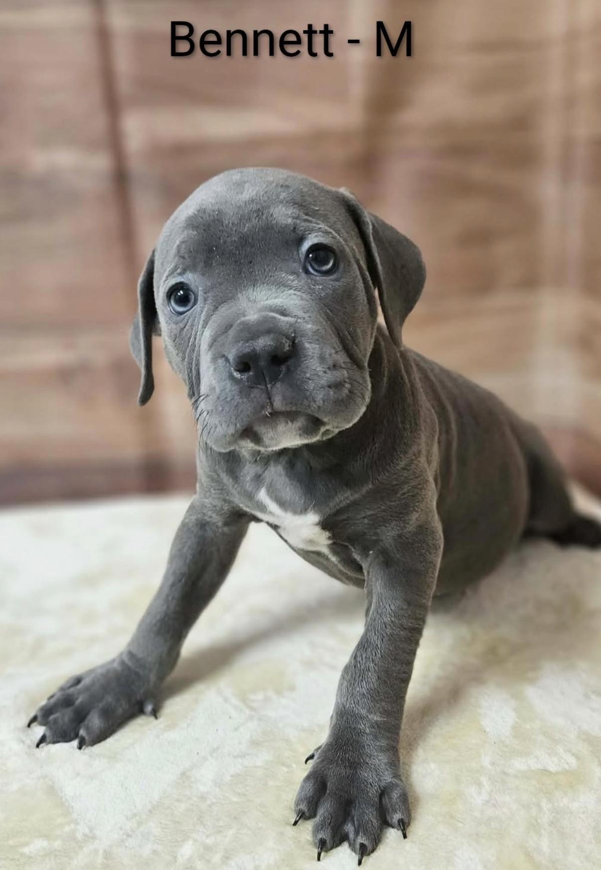 Bennett, Adoptable, Puppy Male Cane Corso & Pit Bull Terrier.