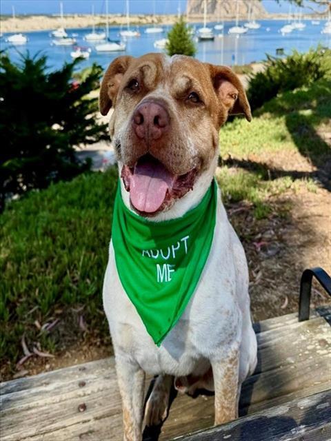 MAX, Adoptable, Adult Male American Bulldog & Mixed Breed.
