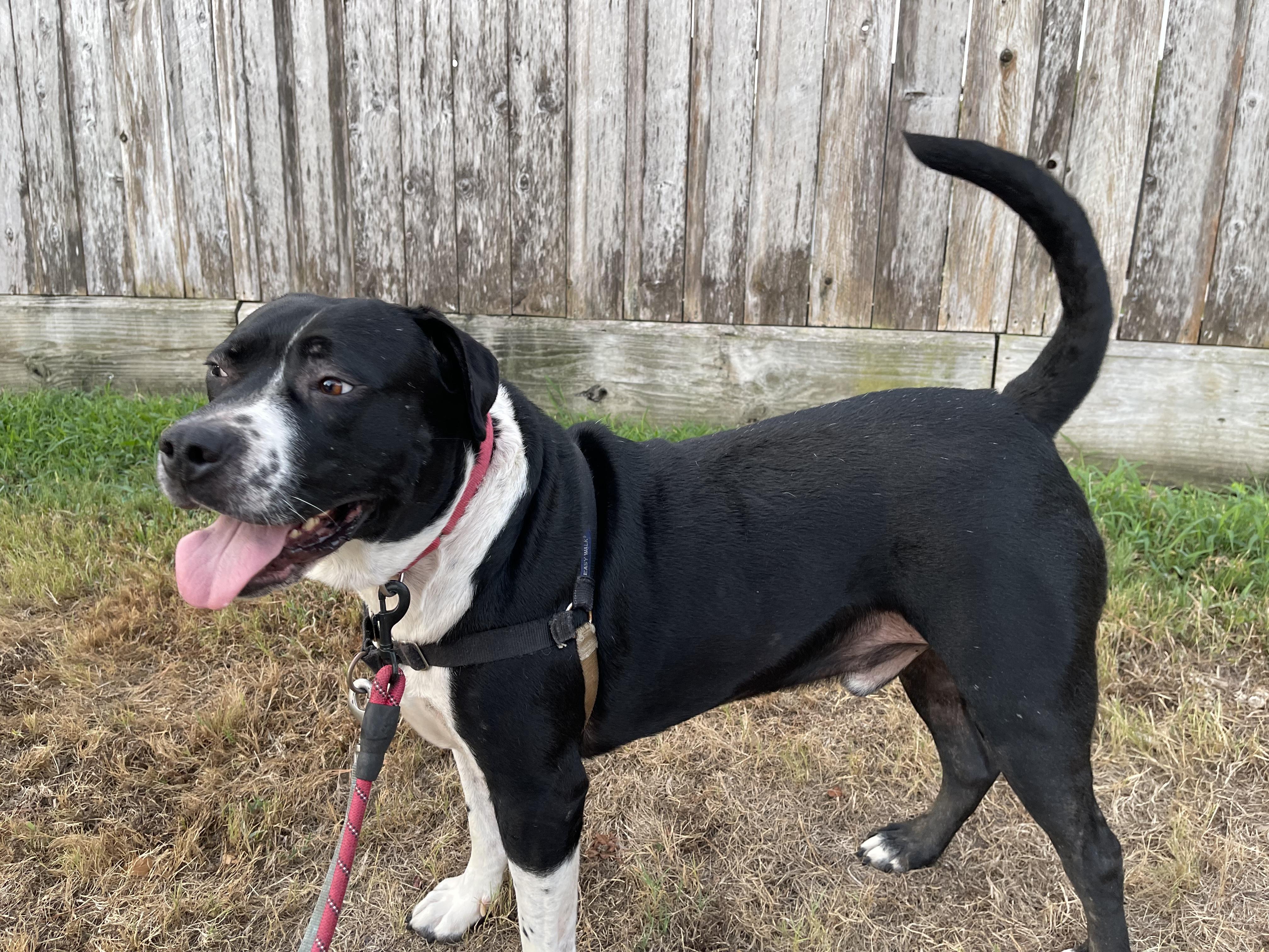 RITCHEY ROO (aka Richard), an adoptable Pit Bull Terrier, Hound in Hermiston, OR, 97838 | Photo Image 4