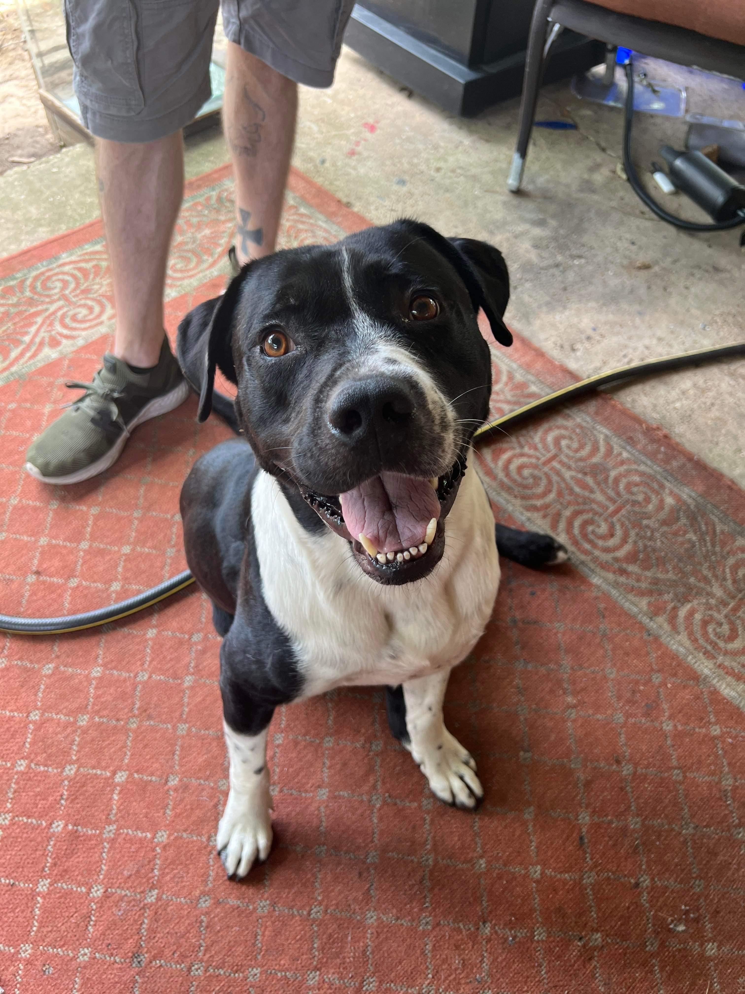 RITCHEY ROO (aka Richard), an adoptable Pit Bull Terrier, Hound in Hermiston, OR, 97838 | Photo Image 5