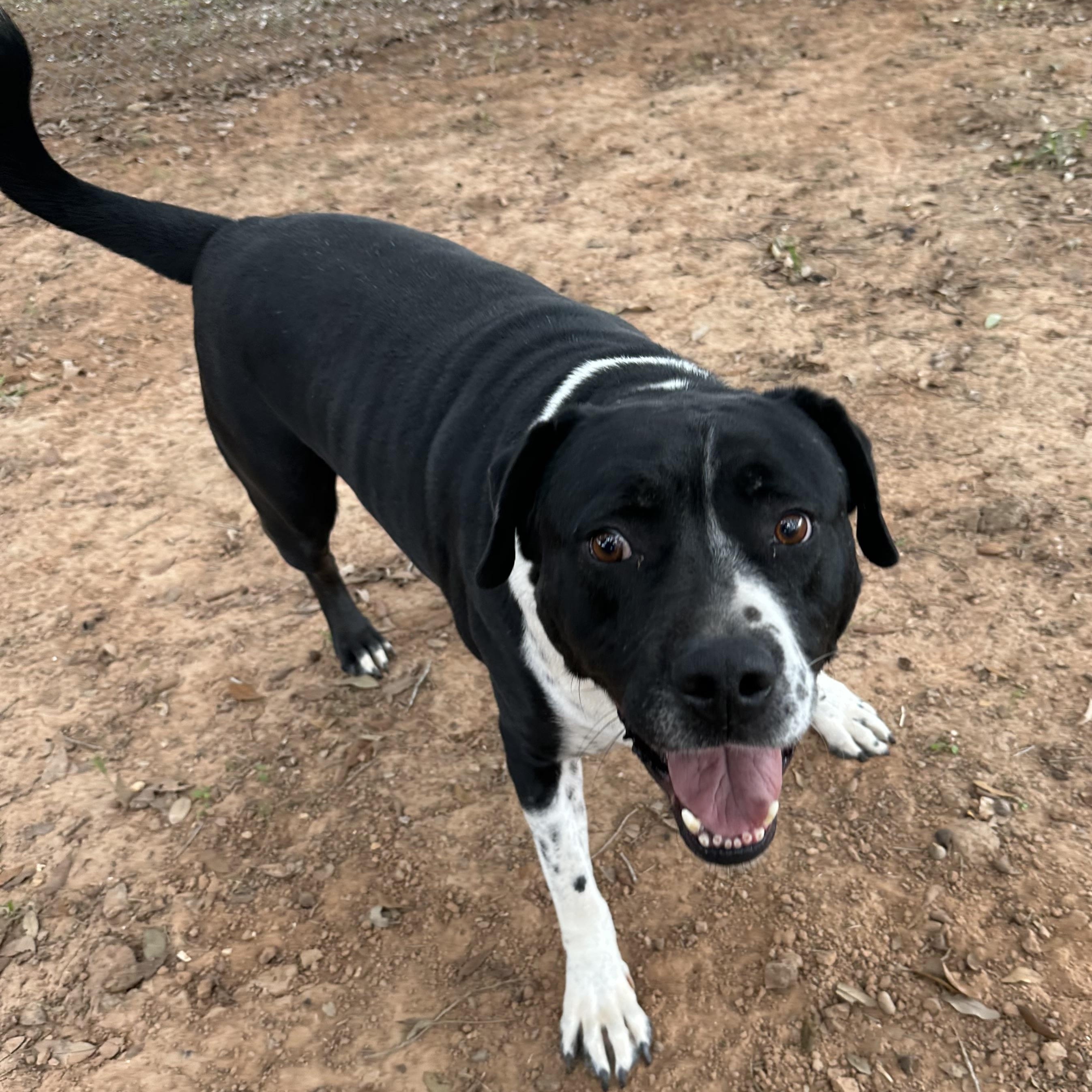RITCHEY ROO (aka Richard), an adoptable Pit Bull Terrier, Hound in Hermiston, OR, 97838 | Photo Image 1