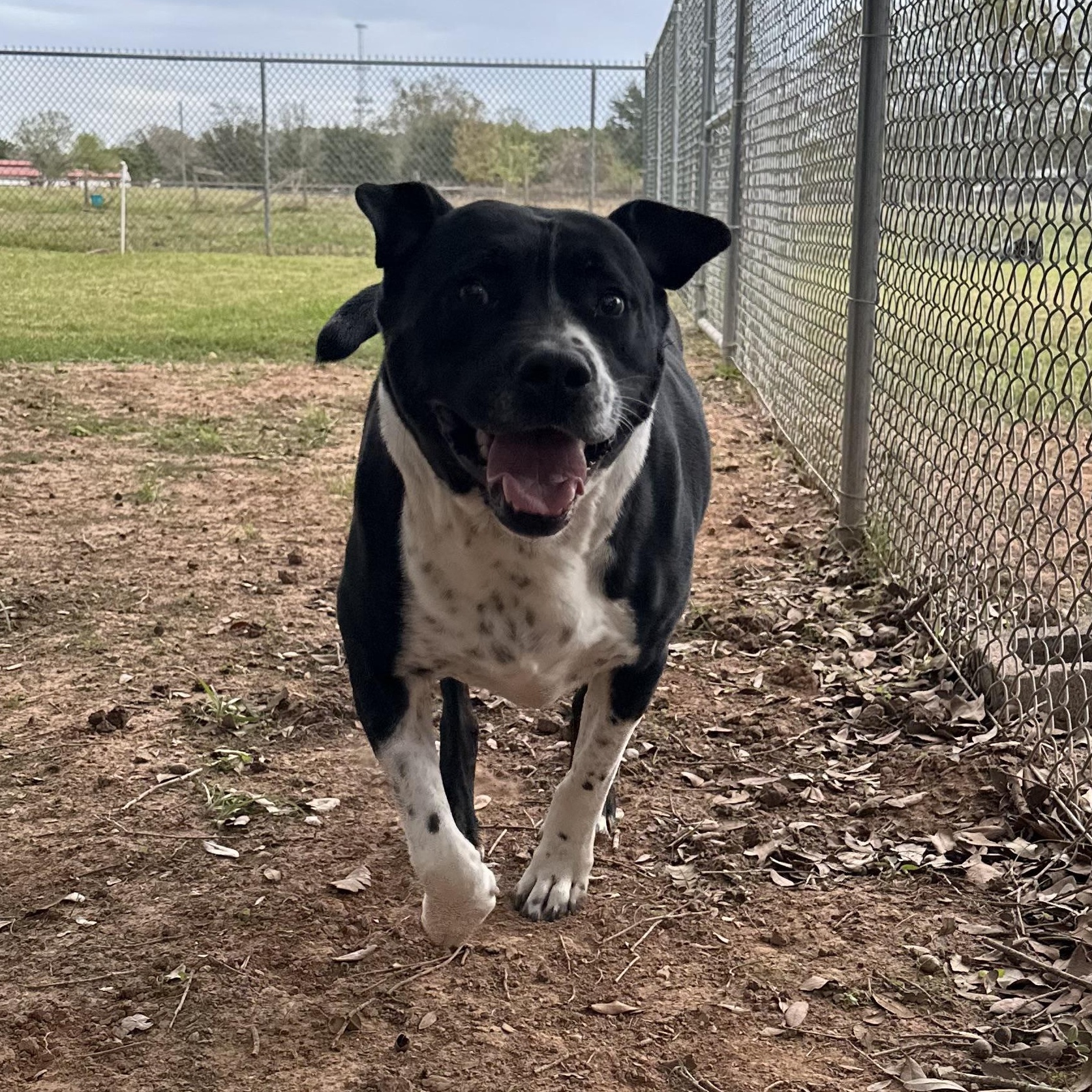 RITCHEY ROO (aka Richard), an adoptable Pit Bull Terrier, Hound in Hermiston, OR, 97838 | Photo Image 3