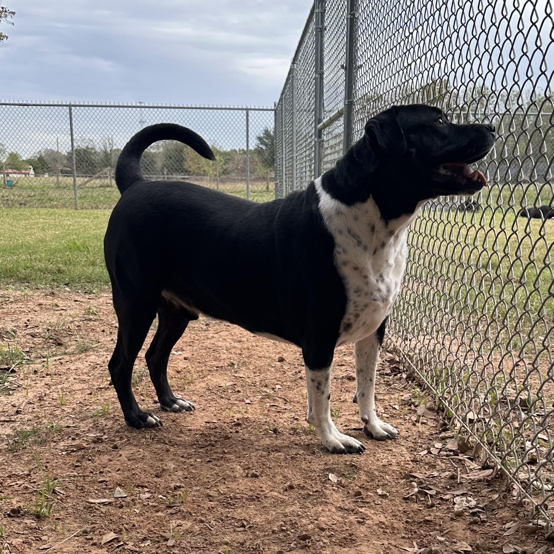 Enlarge RITCHEY ROO (aka Richard), a Adoptable mixed breed in Hermiston, OR image 2/6