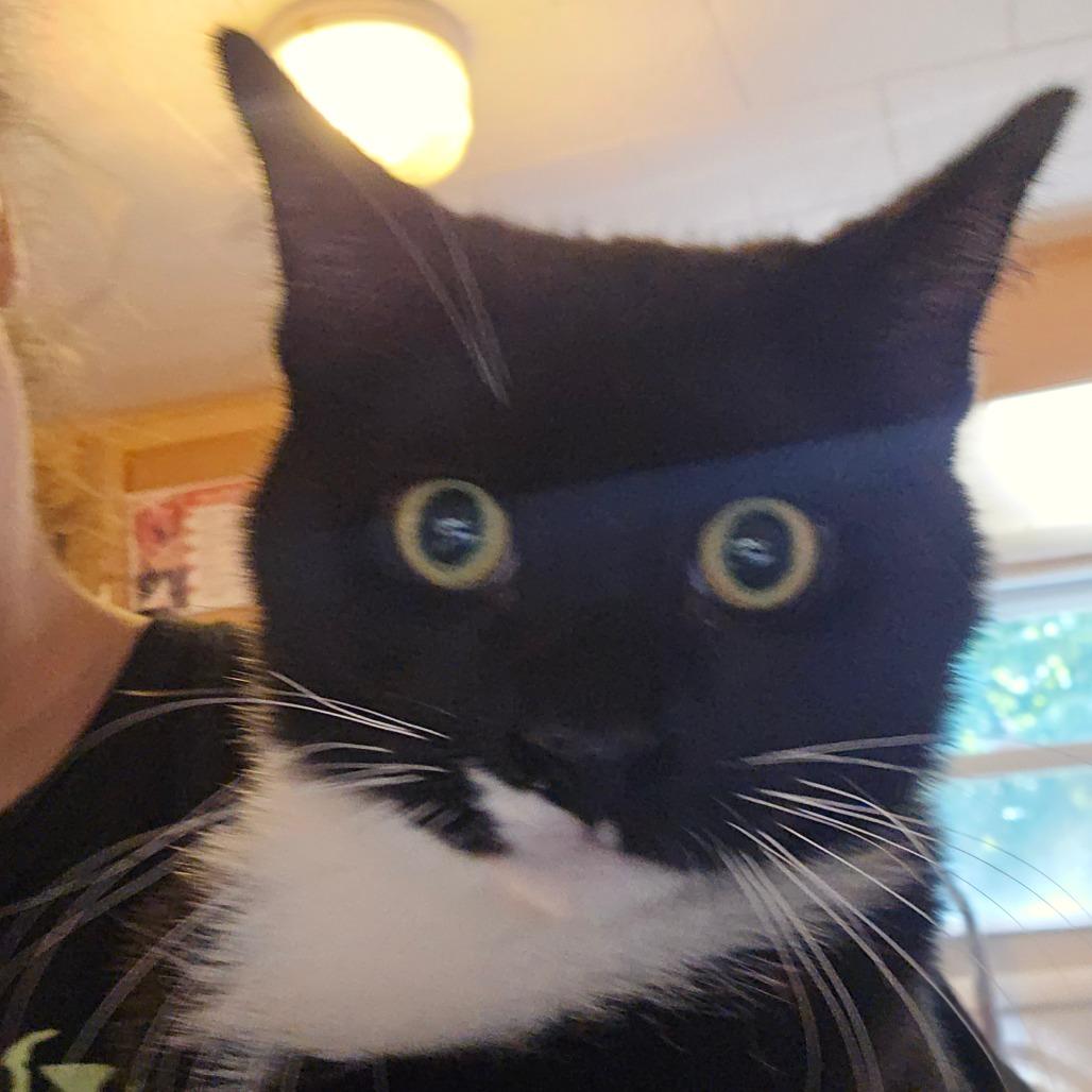 Big League, Adoptable, Kitten Male Domestic Short Hair.