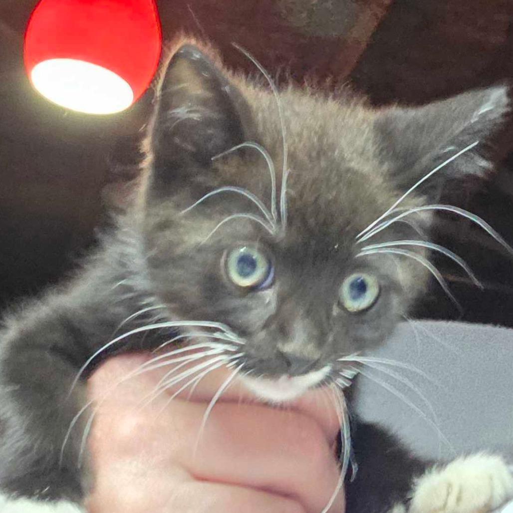 Big League, Adoptable, Kitten Male Domestic Short Hair.
