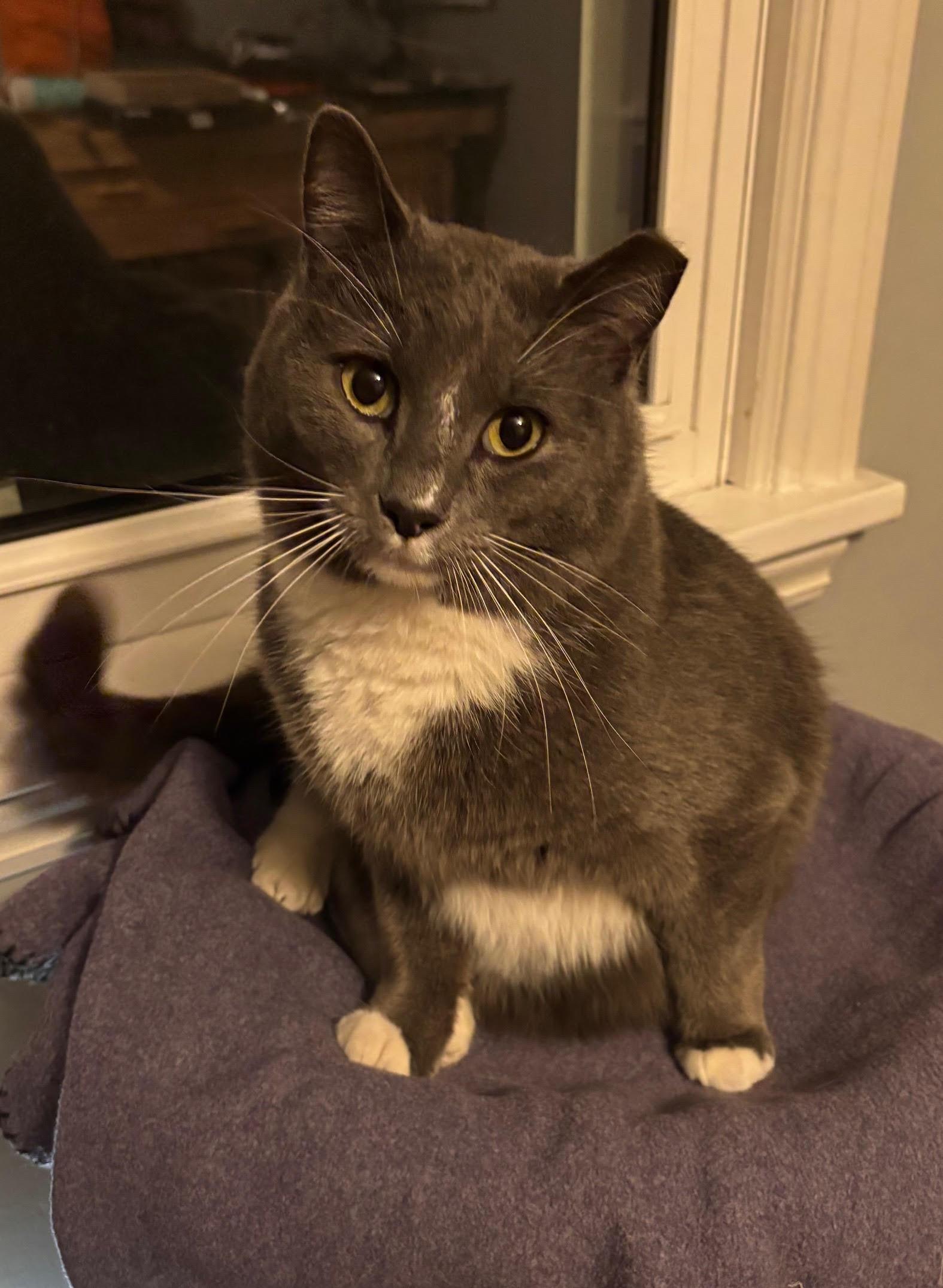 Enlarge Theo, a ADOPTABLE Domestic Short Hair in Rochester, NY image 4/6