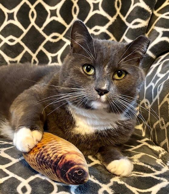 Enlarge Theo, a ADOPTABLE Domestic Short Hair in Rochester, NY image 2/6