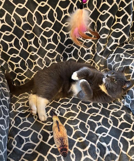 Enlarge Theo, a ADOPTABLE Domestic Short Hair in Rochester, NY image 5/6