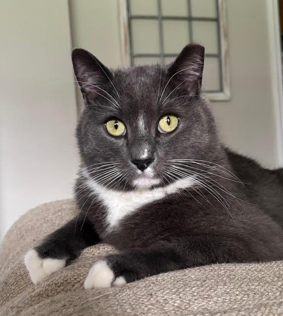 Theo, ADOPTABLE, Adult Male Domestic Short Hair.
