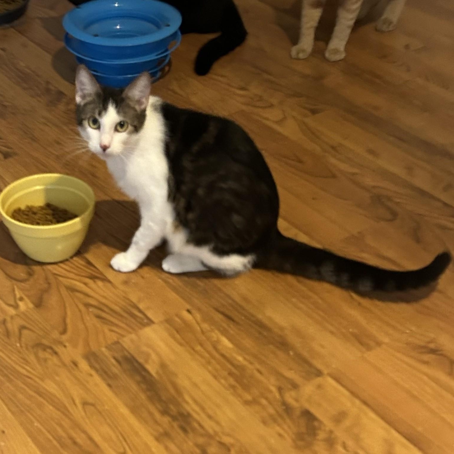 Dionysis, Adoptable, Adult Male Domestic Short Hair.