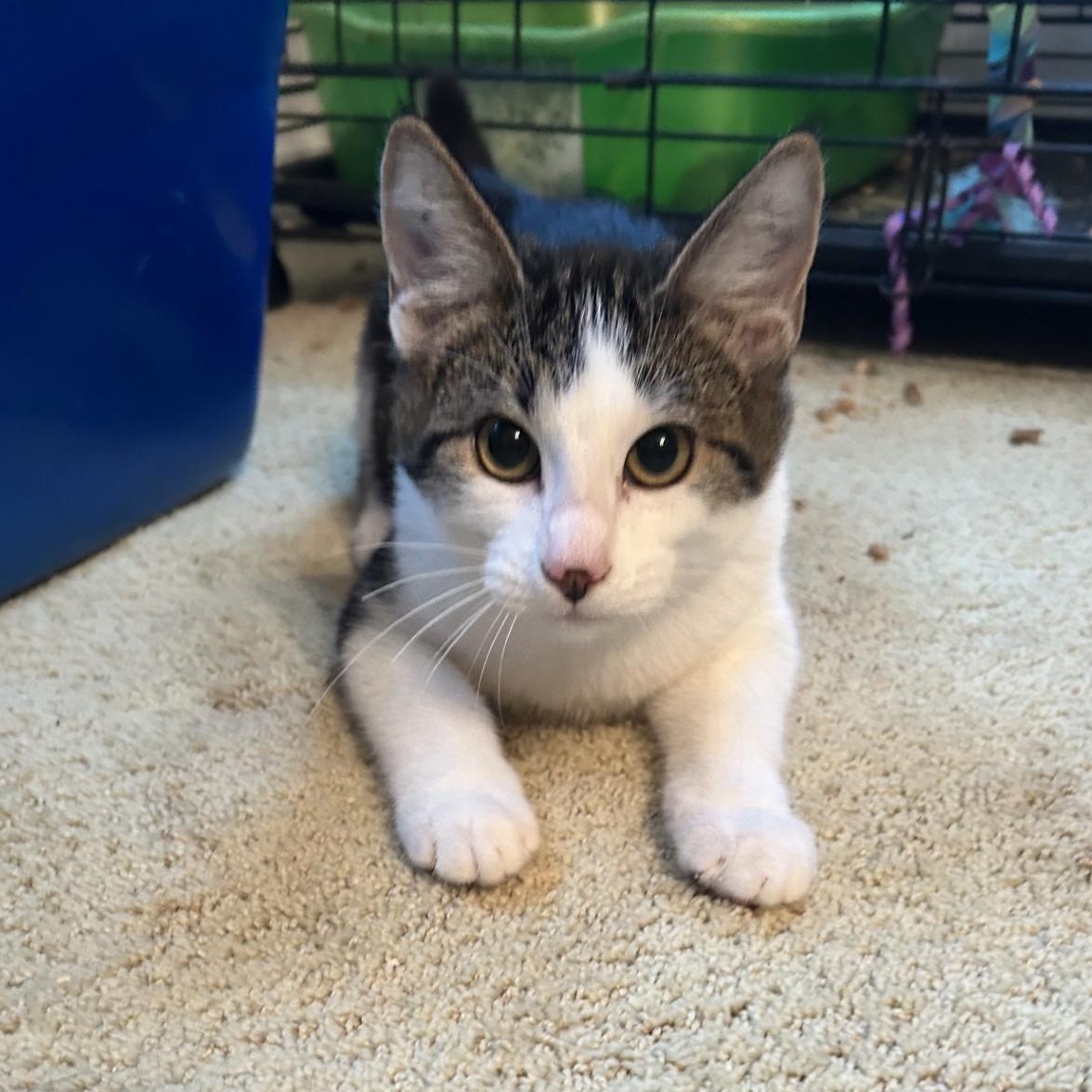 Enlarge Dionysis, a Adoptable Domestic Short Hair in Springdale, AR image 2/2