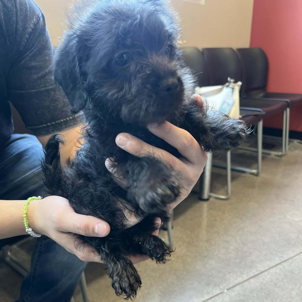 Kowalski — thumbnail 2