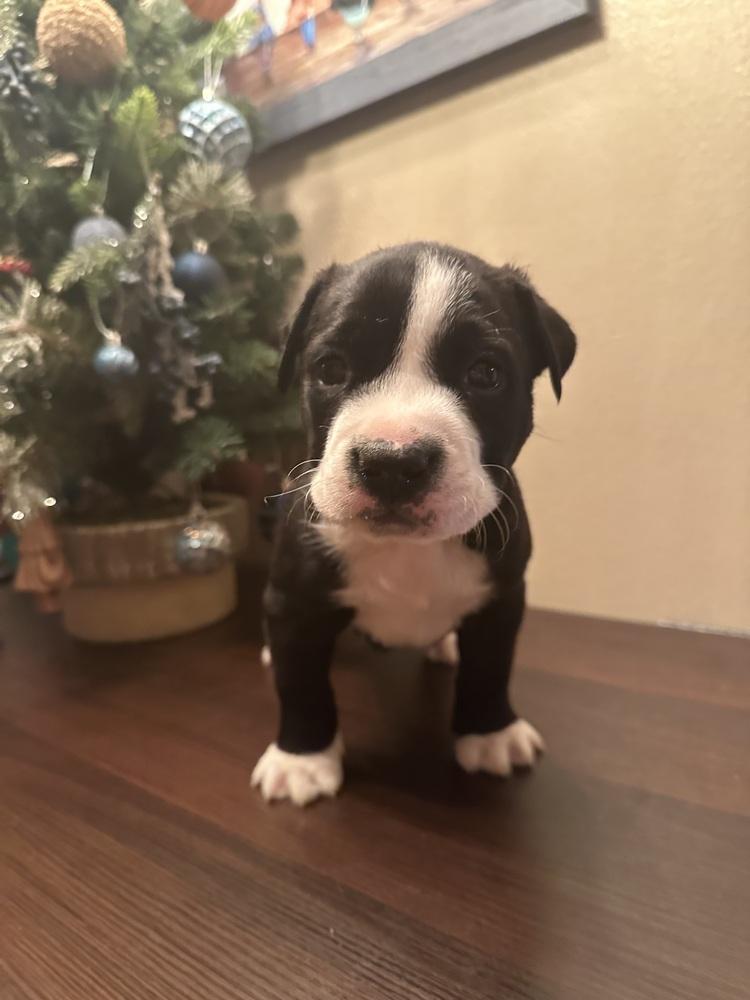 Dart, Adoptable, Puppy Male Pit Bull Terrier & Mixed Breed.