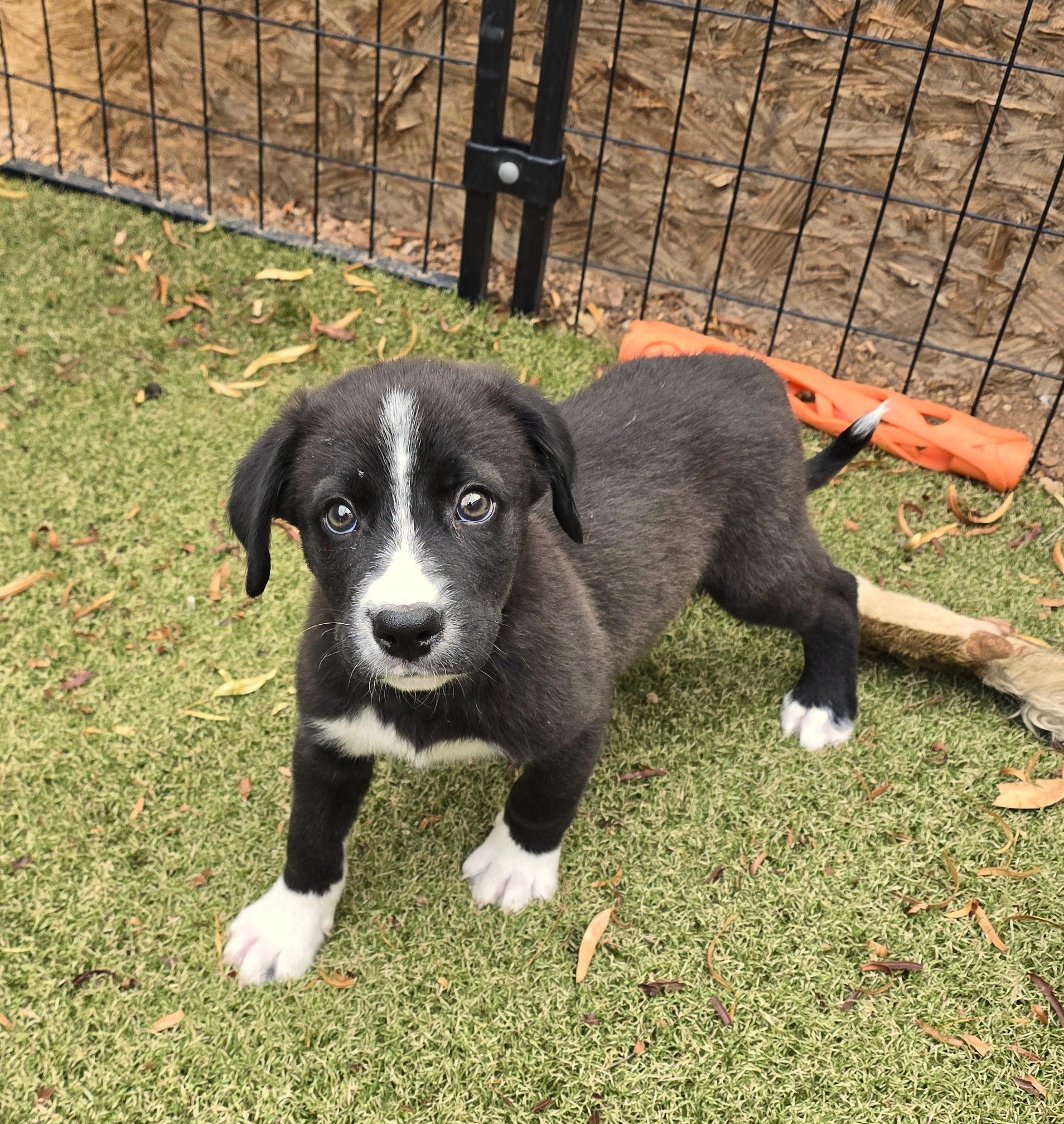 Enlarge Tohono, an adopted mixed breed in Apache Junction, AZ image 4/5