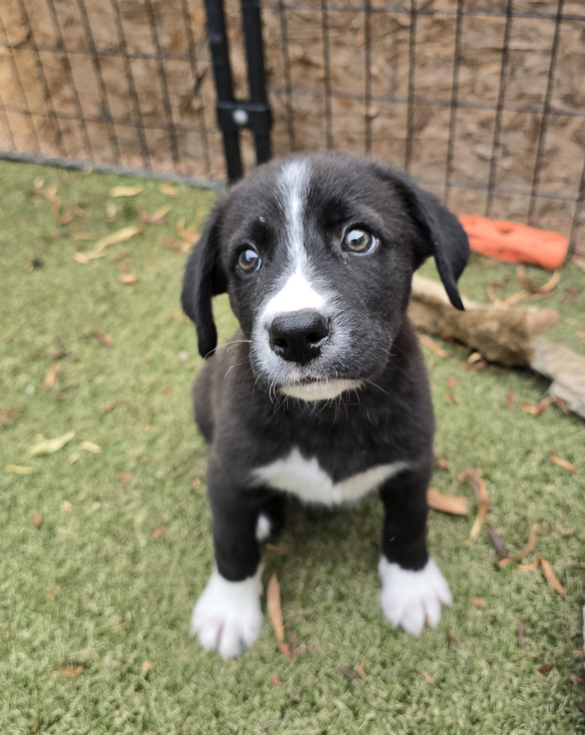 Tohono, adopted, Puppy Male Border Collie & Labrador Retriever.