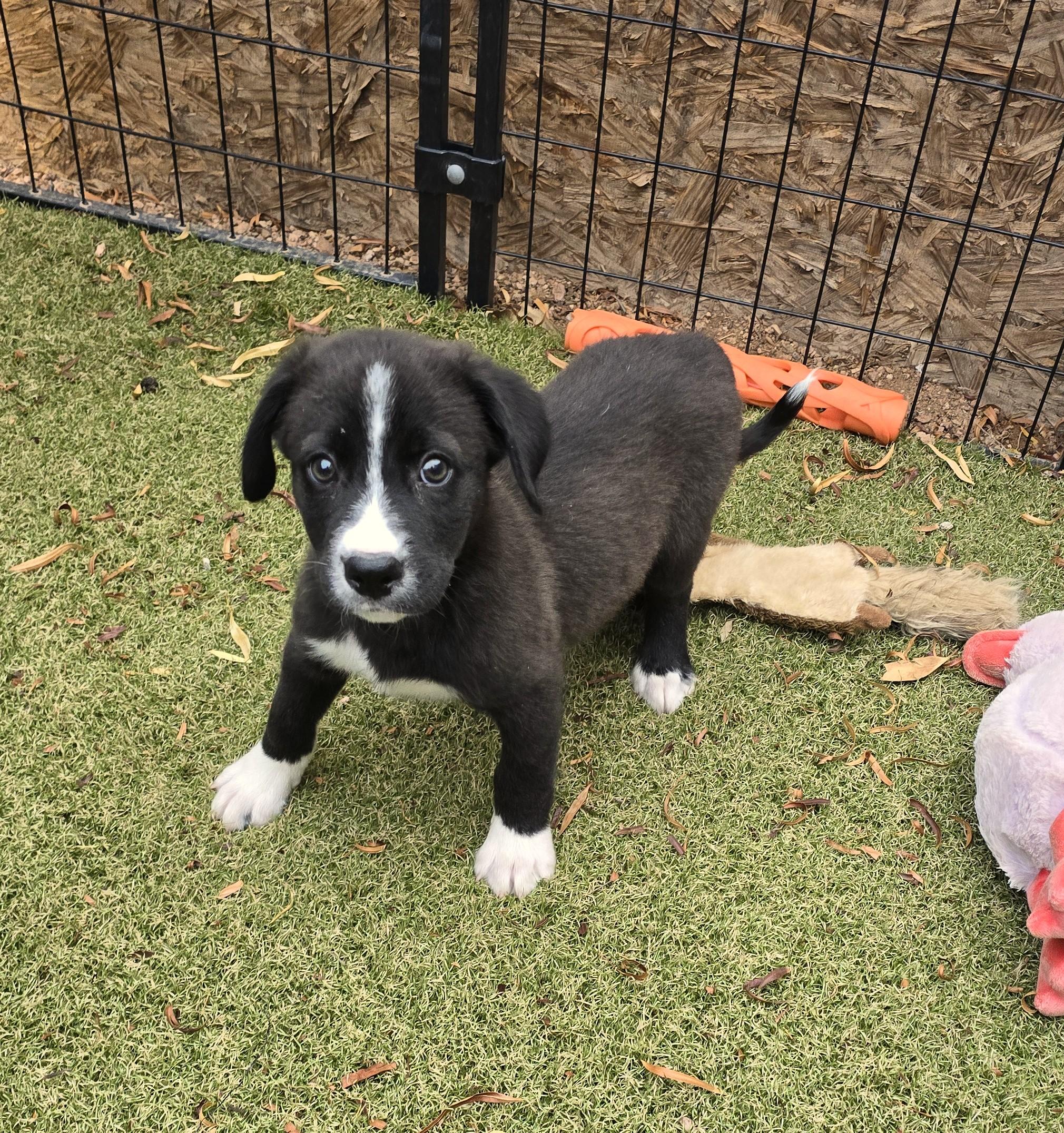 Enlarge Tohono, an adopted mixed breed in Apache Junction, AZ image 5/5