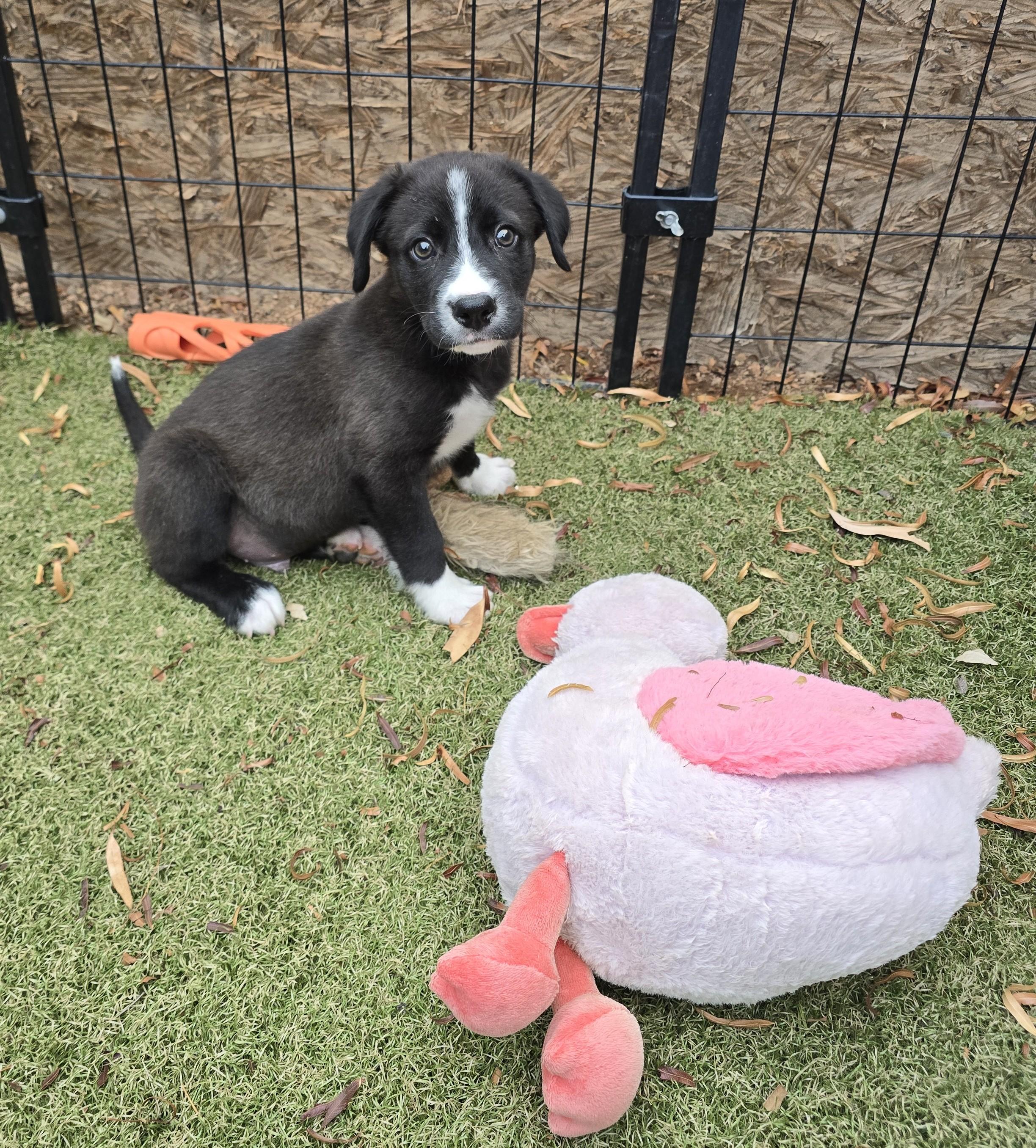 Enlarge Tohono, an adopted mixed breed in Apache Junction, AZ image 2/5