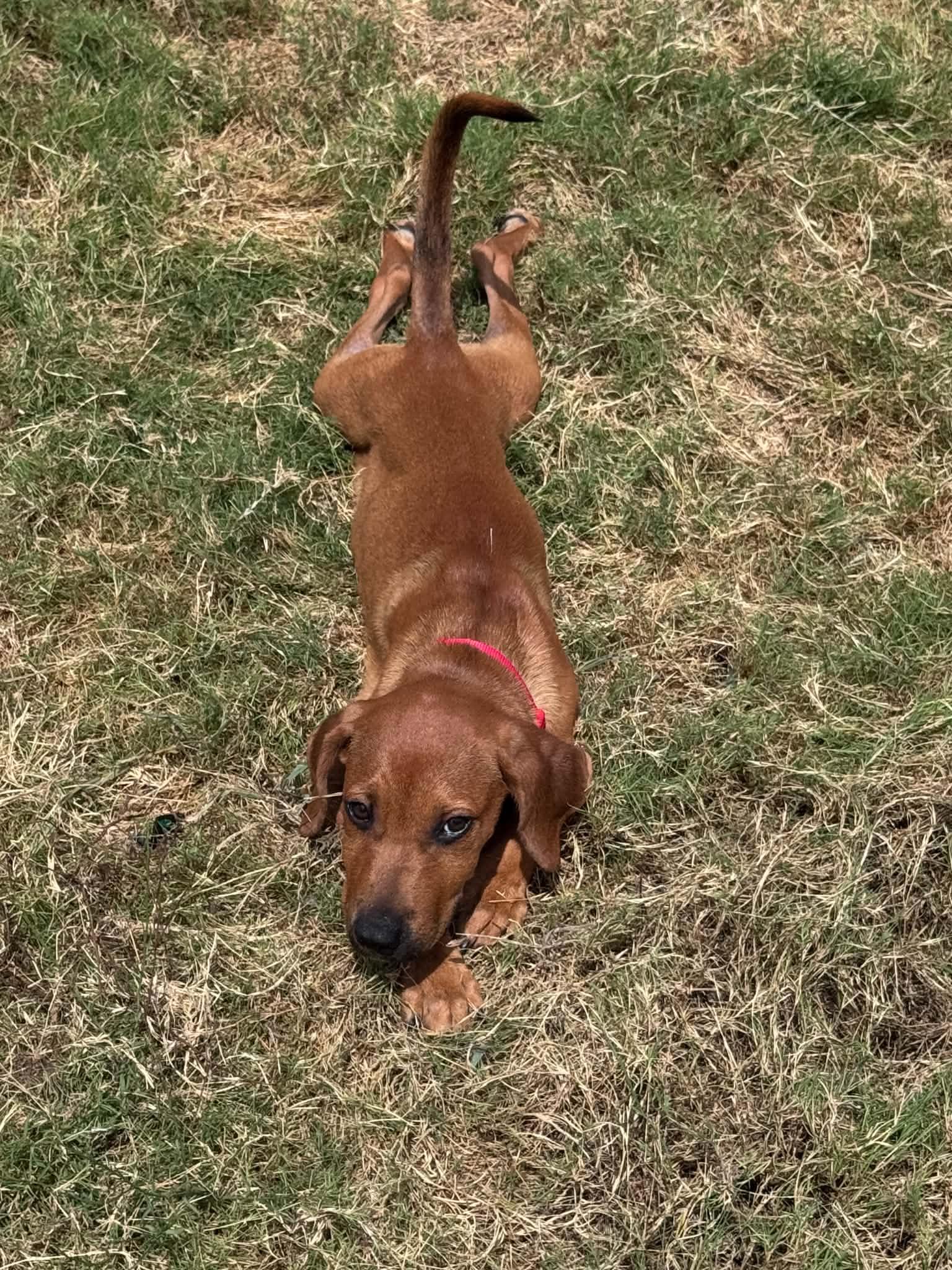 Enlarge Cookie, a ADOPTABLE mixed breed in Temple, TX image 5/5