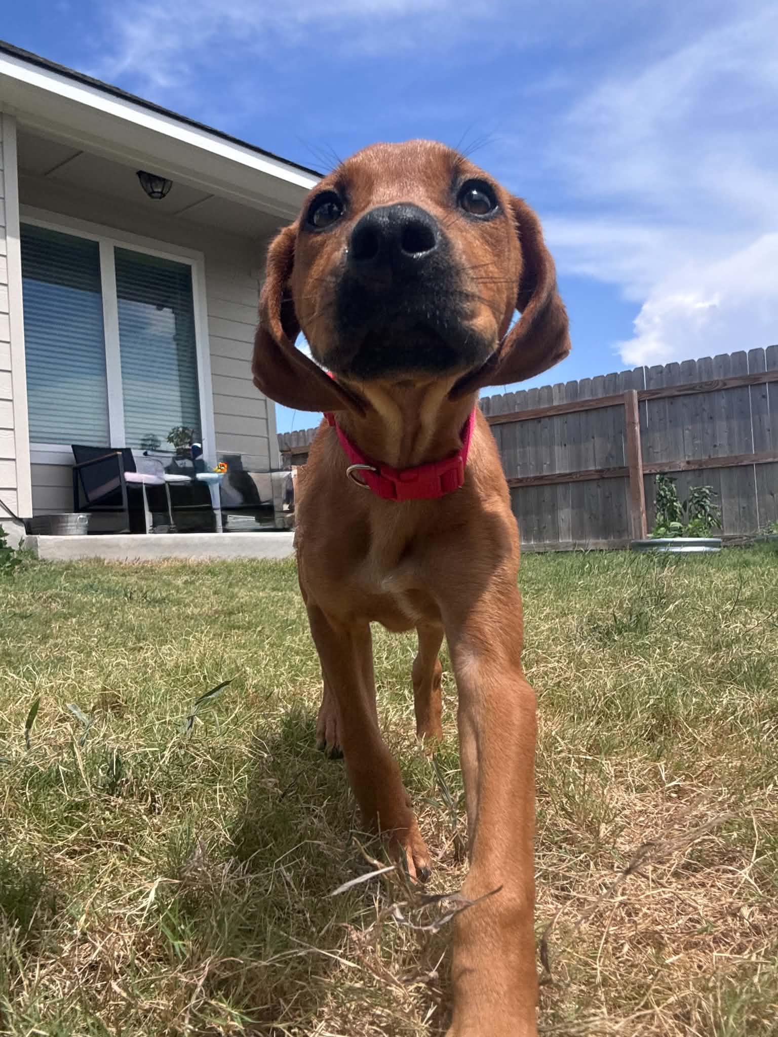 Enlarge Cookie, a ADOPTABLE mixed breed in Temple, TX image 3/5