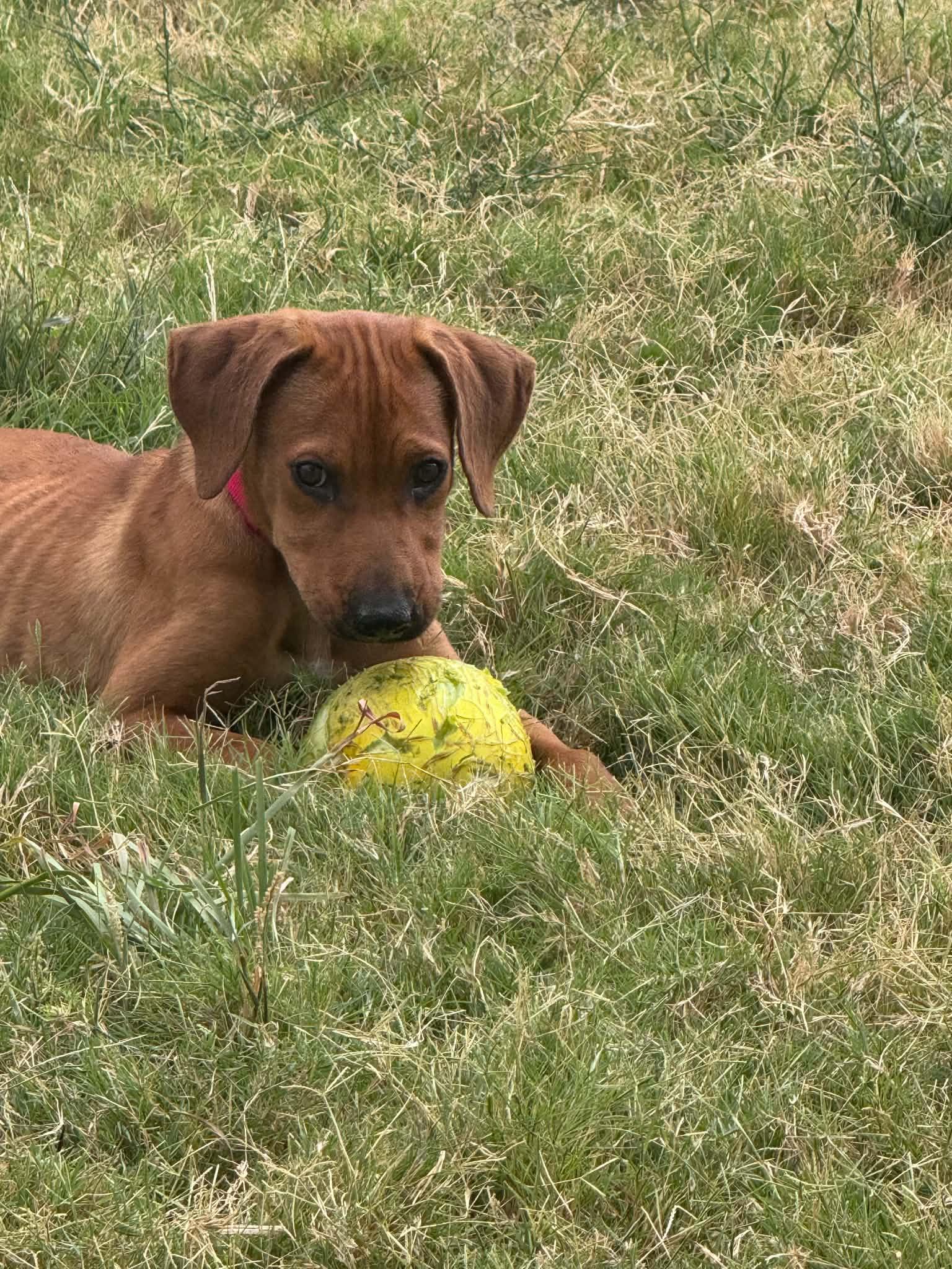 Cookie, ADOPTABLE, Puppy Female Hound.
