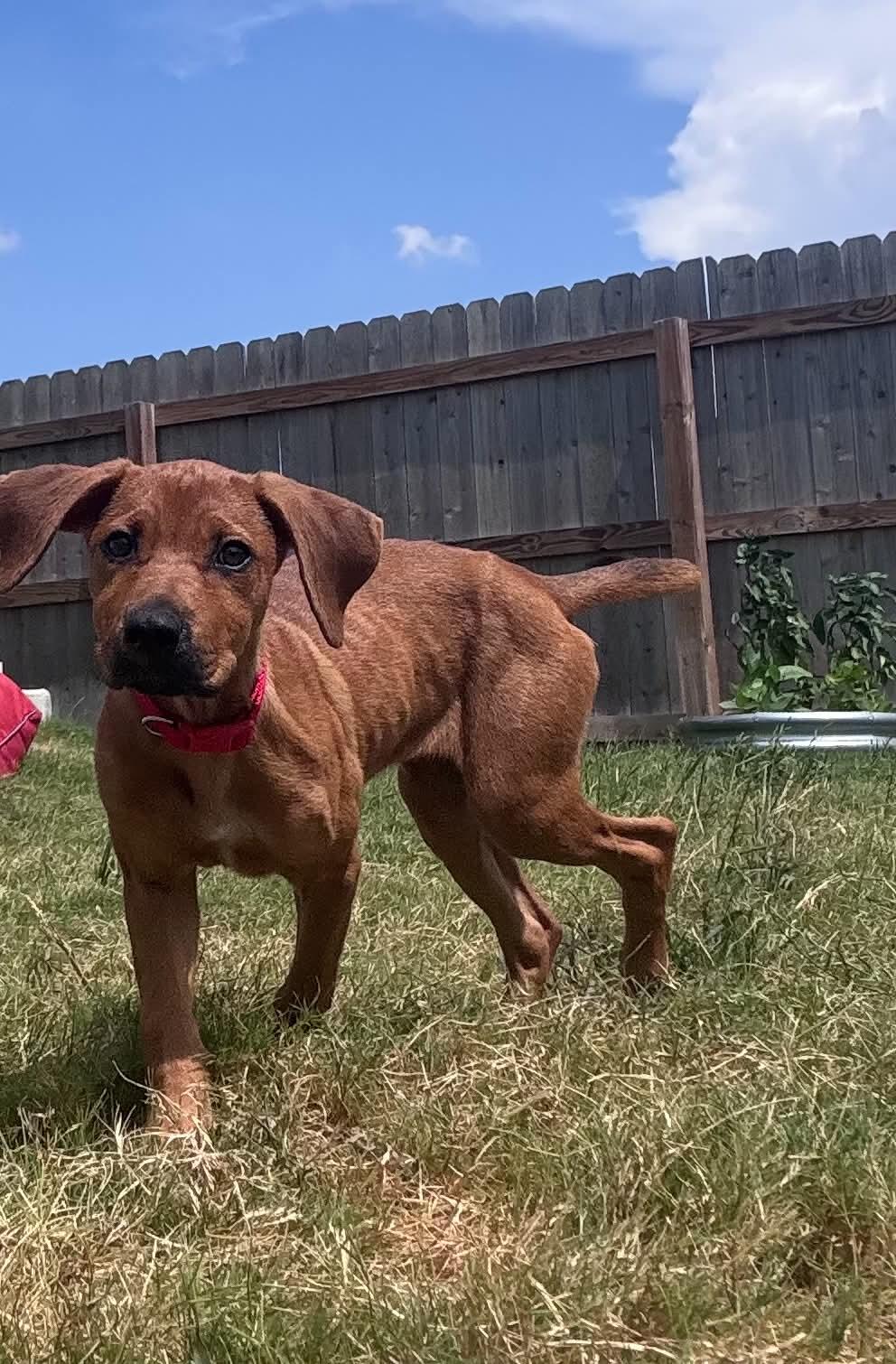 Enlarge Cookie, a ADOPTABLE mixed breed in Temple, TX image 2/5